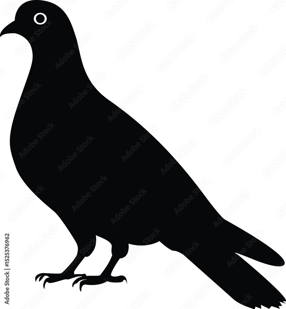Fototapeta premium Black silhouette of a pigeon or dove in a side view with a white background for design.