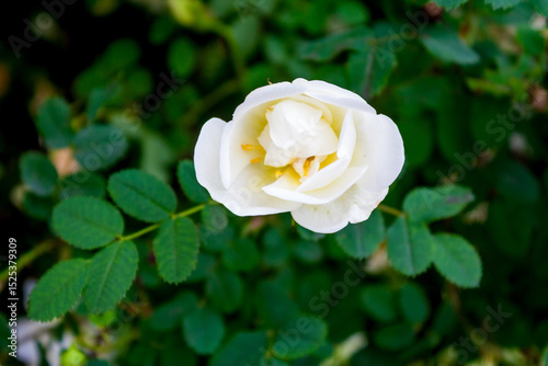 White rosehip flower