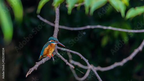 Wild birds close to us / Kingfishers and their beautiful colors