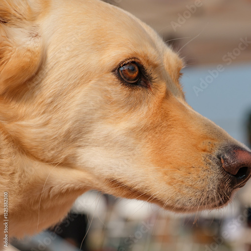 Golden Retriever Dog Close-up face shot featuring fur, nose, and eye details.