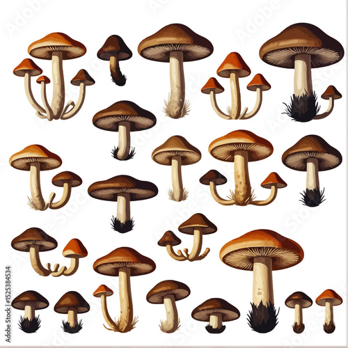 Mushroom Identification Guide- Illustrated Variety of Mushrooms- Learn about Edible and Poisonous Fungi- Types of Mushrooms for Cooking and Foraging- Fungi Education Resource