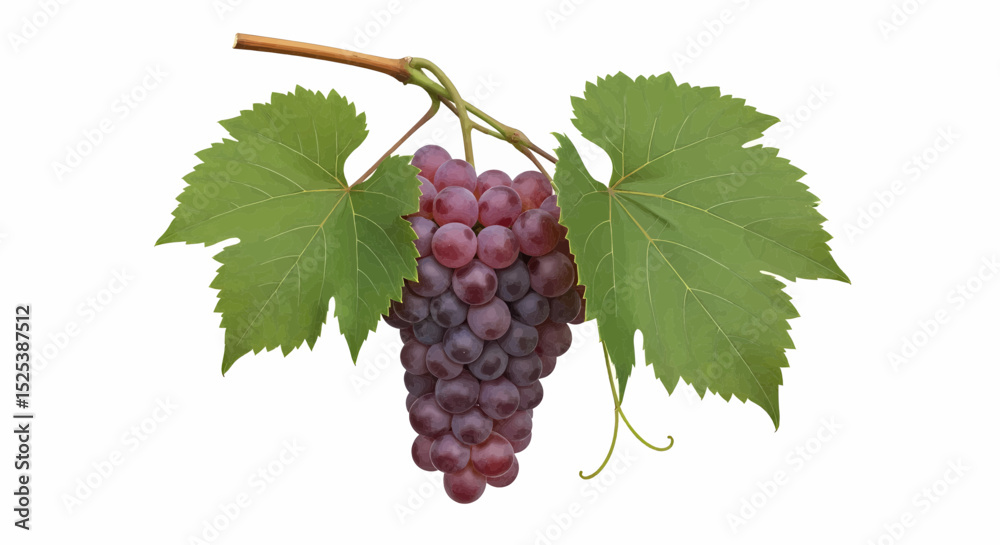 Fototapeta premium High-quality realistic image of a bunch of purple grapes hanging from a light brown stem. Featuring tightly clustered fruits and large, green, toothed leaves with prominent veins, ideal for vector use