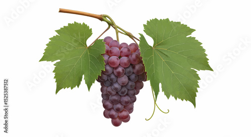 High-quality realistic image of a bunch of purple grapes hanging from a light brown stem. Featuring tightly clustered fruits and large, green, toothed leaves with prominent veins, ideal for vector use