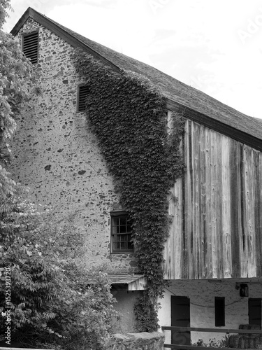 The ivy is growing on the old barn.