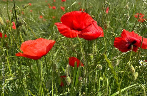 red poppies blooming