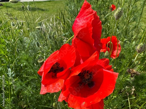 red poppies blooming-