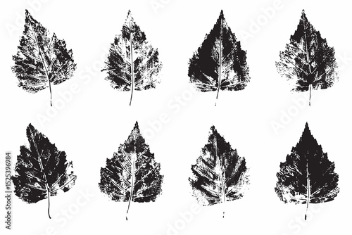 Natural birch leaves imprint, grunge style, vector, isolated, decorative elements for design	
