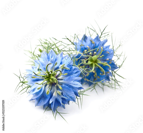 Nigella flower on white