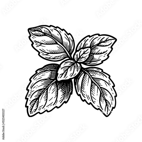 Detailed hand-drawn basil leaves illustration.