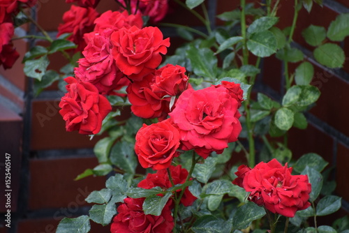 roses in the garden, roses are beautiful with a beautiful sunny day. photo