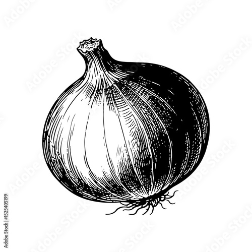 Hand-drawn illustration of an onion