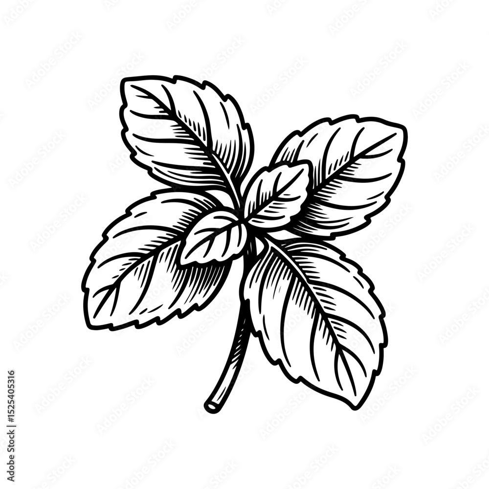Obraz premium Detailed Line Art of Basil Herb