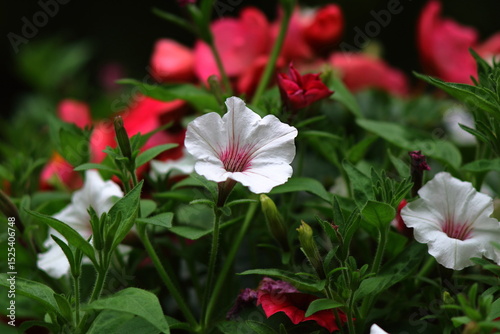 Petunia Supertunia Vista photo
