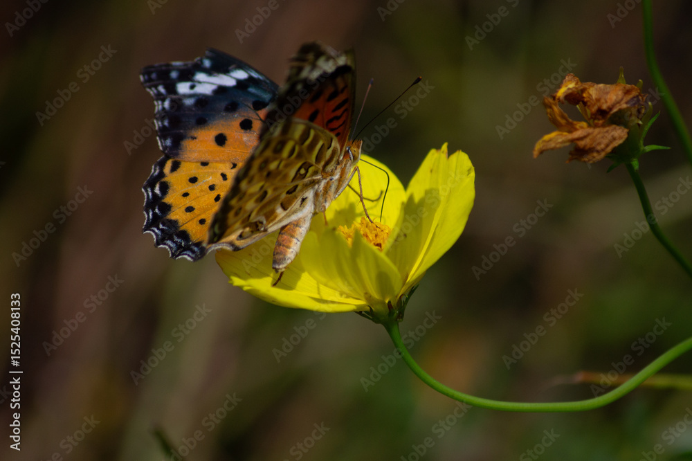 Obraz premium ツマグロヒョウモンとキバナコスモス | Indian Fritillary and Orange Cosmos