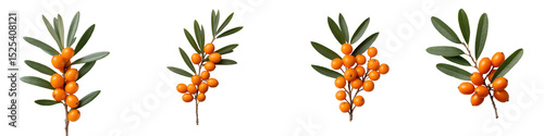 Hippophae rhamnoides (also known as sea-buckthorn, sandthorn, sallowthorn or seaberry) frontal isolated png on a white background perfectly cutout or transparent 98189180 1