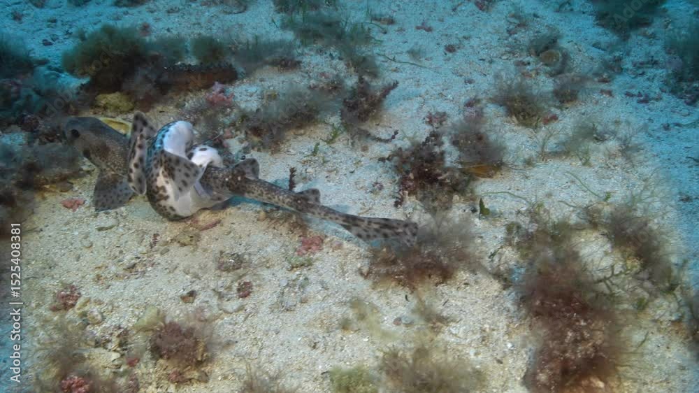 Animals mating - Copulation of small spotted catshark 