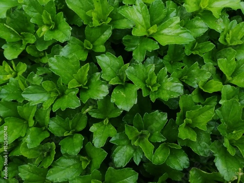 Wallpaper Mural Close-up of green leaves. Torontodigital.ca