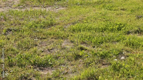 Patchy lawn under direct sunlight showing sparse grass growth and dry soil. The scene conveys poor lawn maintenance or drought conditions. Still frame with a little windy motion