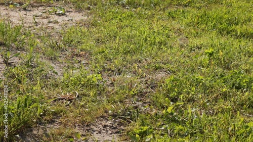 A dusty, sunlit lawn area with very sparse grass, indicating early stages of lawn damage or extreme dryness. Close-up highlights soil texture and grass struggle. Still frame with a little motion