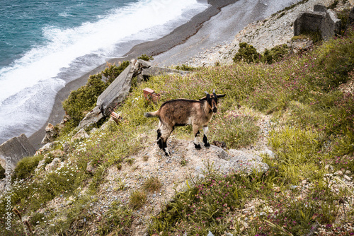 couple of baby goats running wild on the cliff sof atlantic ocean
