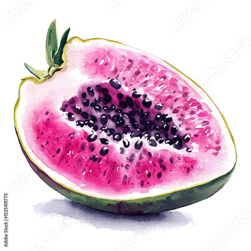 Dragonfruit Slice, watercolor clipart vector, high quality, isolated on a white background.