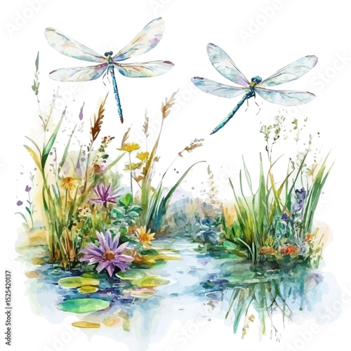 Dragonflies Hovering Summer Pond, watercolor vector, high quality, isolated on a white background.