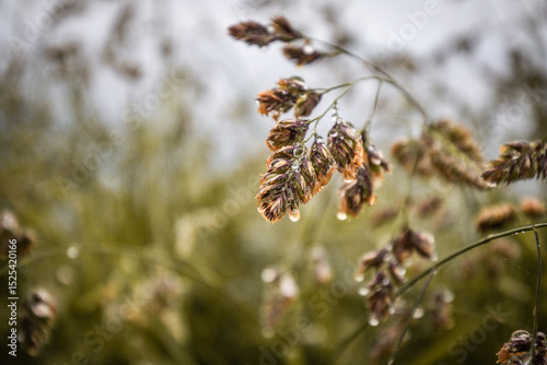 Fototapeta Naklejka Na Ścianę i Meble -  lush springtime meadow flower with raindrops close up