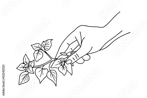 Hand gently holding small leaves on branch delicate botanical illustration outline art