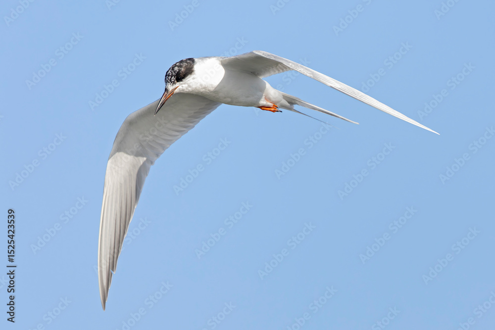 Fototapeta premium Forster's tern (Sterna forsteri) in flight