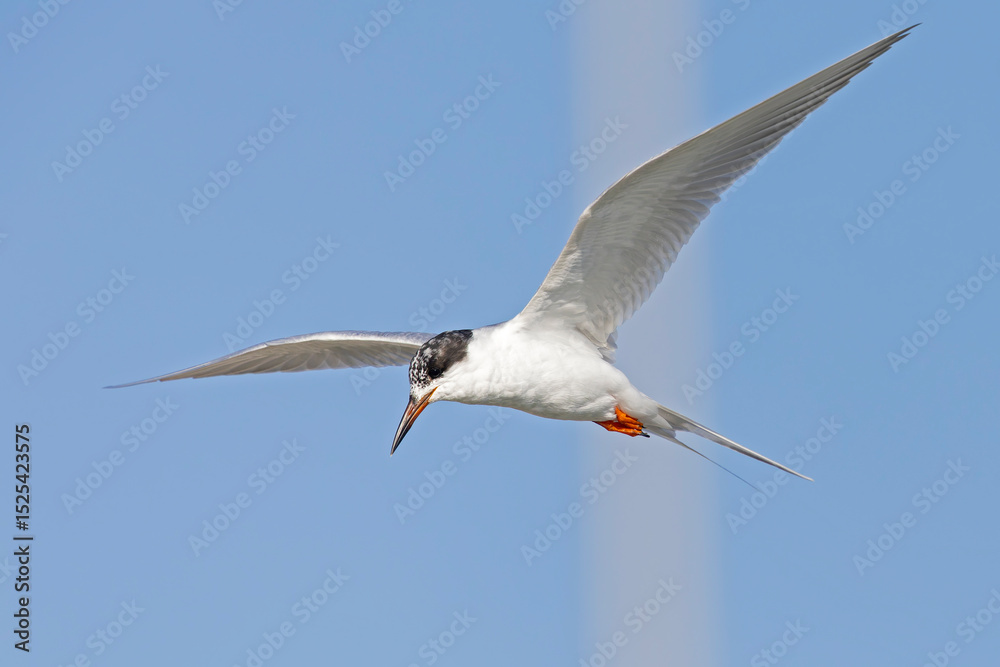Obraz premium Forster's tern (Sterna forsteri) in flight