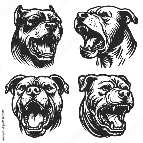Hand drawn vector black and white pitbull head collection