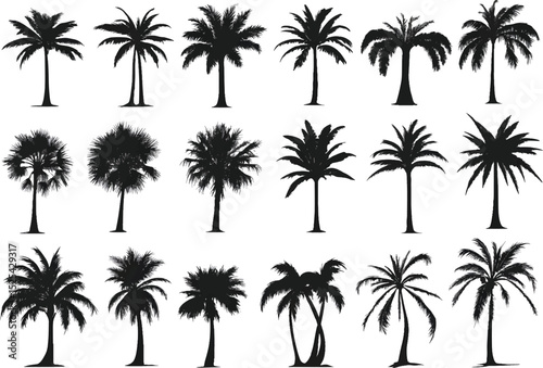 Vector illustration of deferent nice palm set