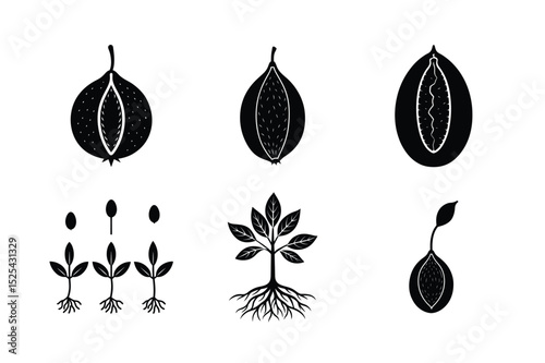 American Elm Seed Germination Stages - Botanical Growth Vector Illustration