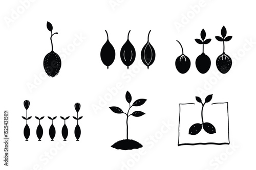 American Elm Seed Germination Stages - Botanical Growth Vector Illustration