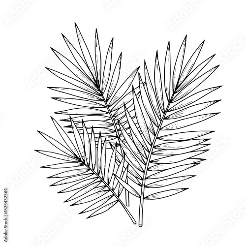 Hand-drawn palm leaves illustration for tropical and beach-themed designs