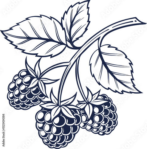 Elegant black and white vector illustration of fresh ripe blackberries and green leaves