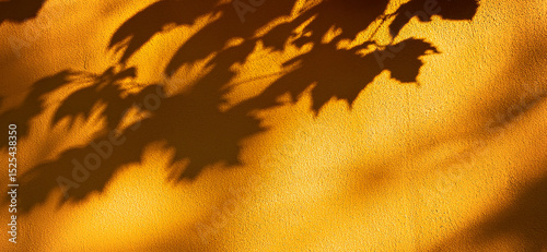 Shadow of palm leaves on the wall - detailed shadows in the late light on the light yellow facade