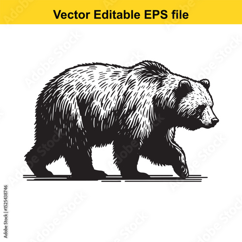 A majestic brown bear walking, detailed in black and white, vintage style illustration