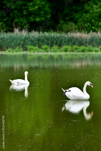 Fototapeta Naklejka Na Ścianę i Meble -  Two white swans floating on the lake ,summer nature