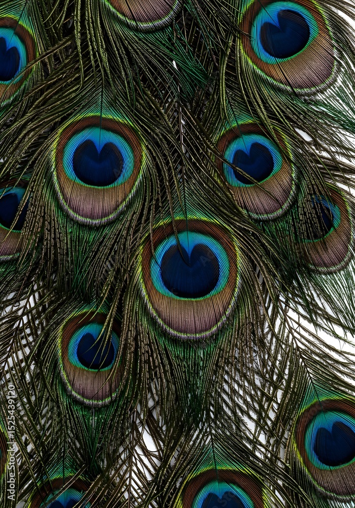 Obraz premium Detailed Texture and Colors of Exotic Peacock Feathers