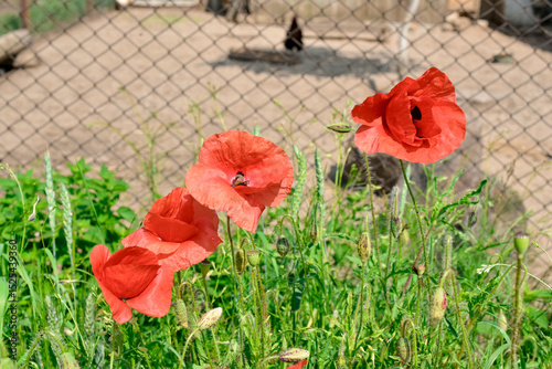 Red poppy flowers growing in the wilds