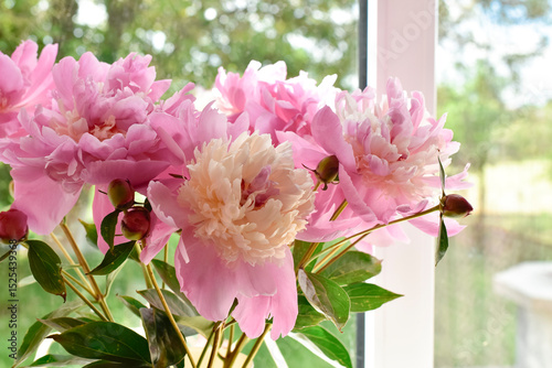 Peony pink  flowers , floristics