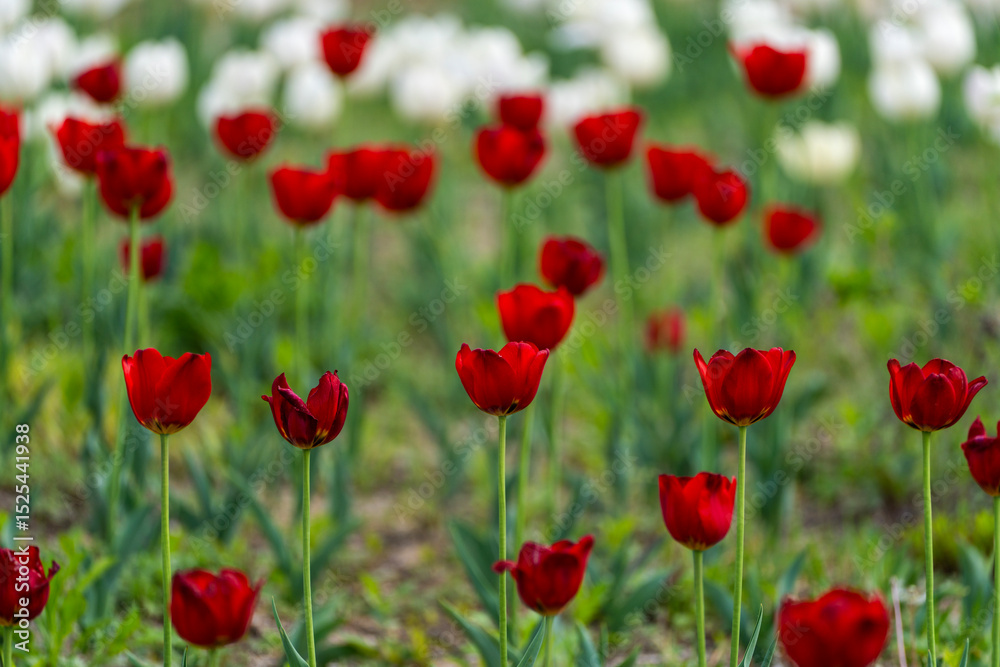 Obraz premium various tulips in the garden
