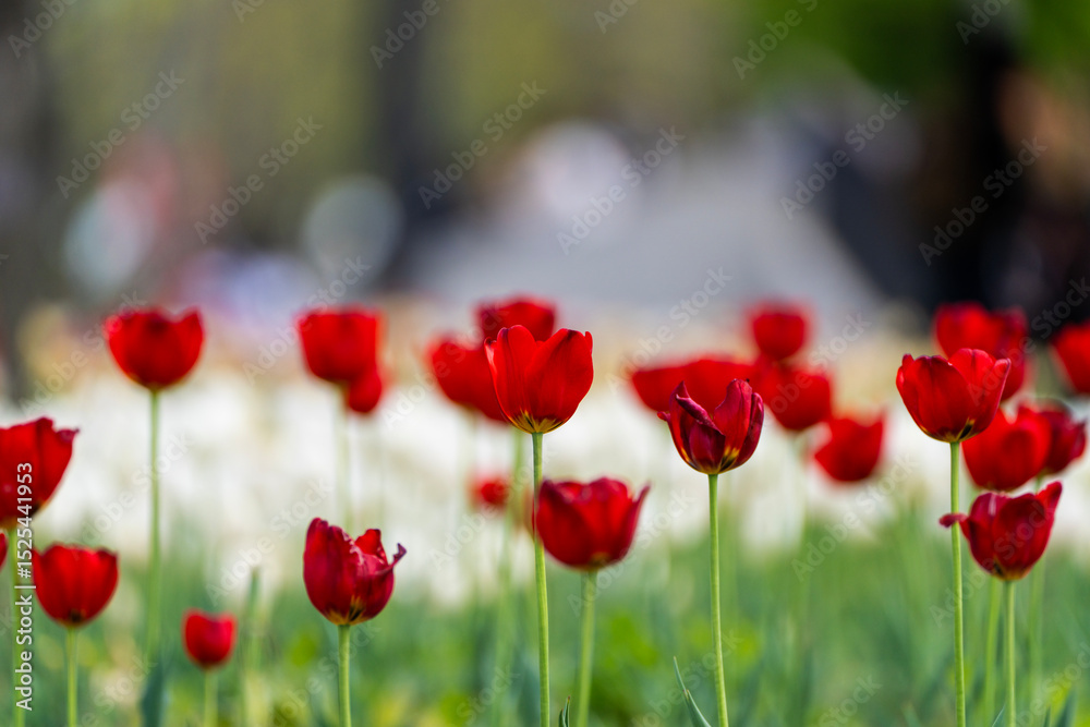 Naklejka premium various tulips in the garden