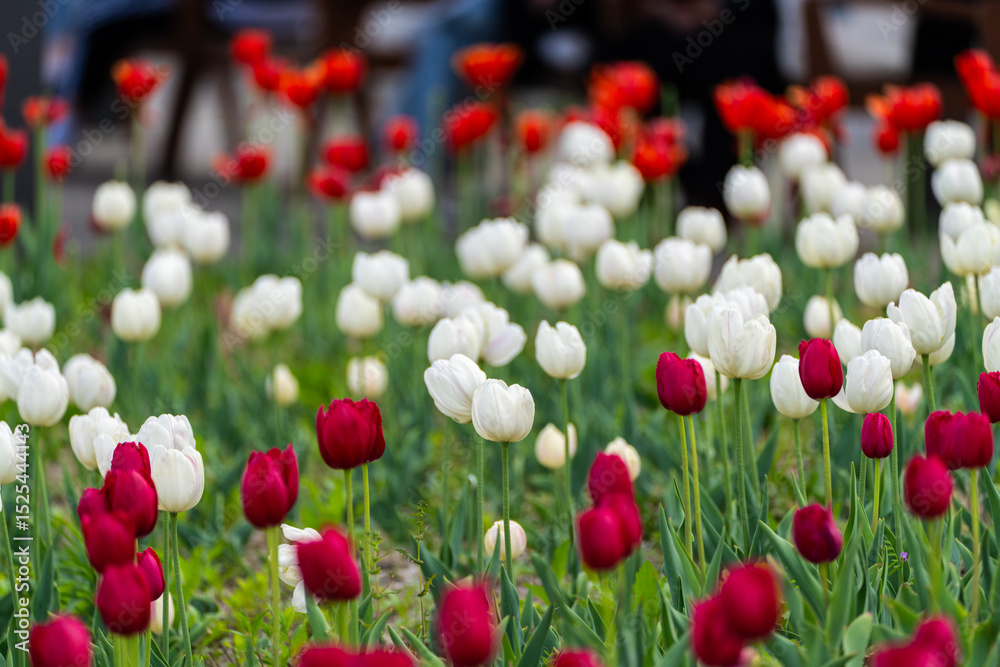 Fototapeta premium various tulips in the garden