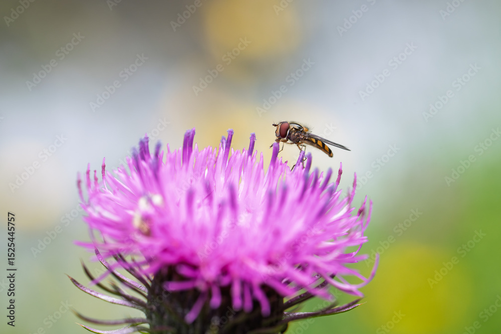 Fototapeta premium hoverfly feeding on pink thistle flower