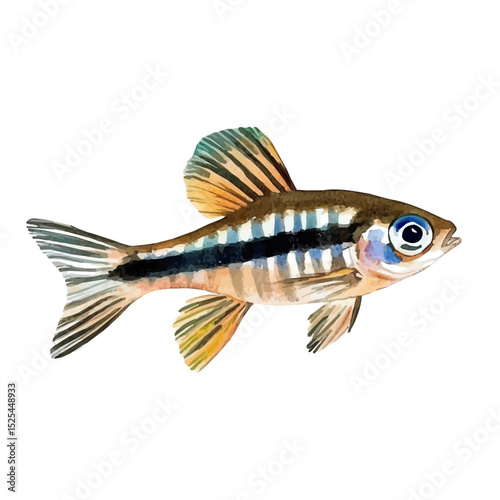 Zebra Danio, watercolor painting vector, high quality, isolated on a white background.