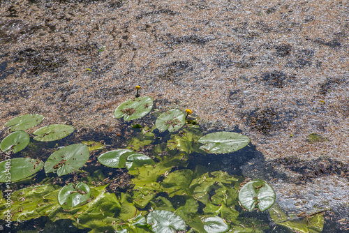 Water lilies