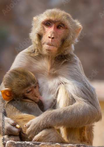 Rhesus Macaque Monkey mother nurses feeds her baby whilst looks to camera taken in India wild monkeys