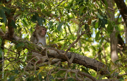 A monkey sitting on a tree in the jungle, looking somewhere far away